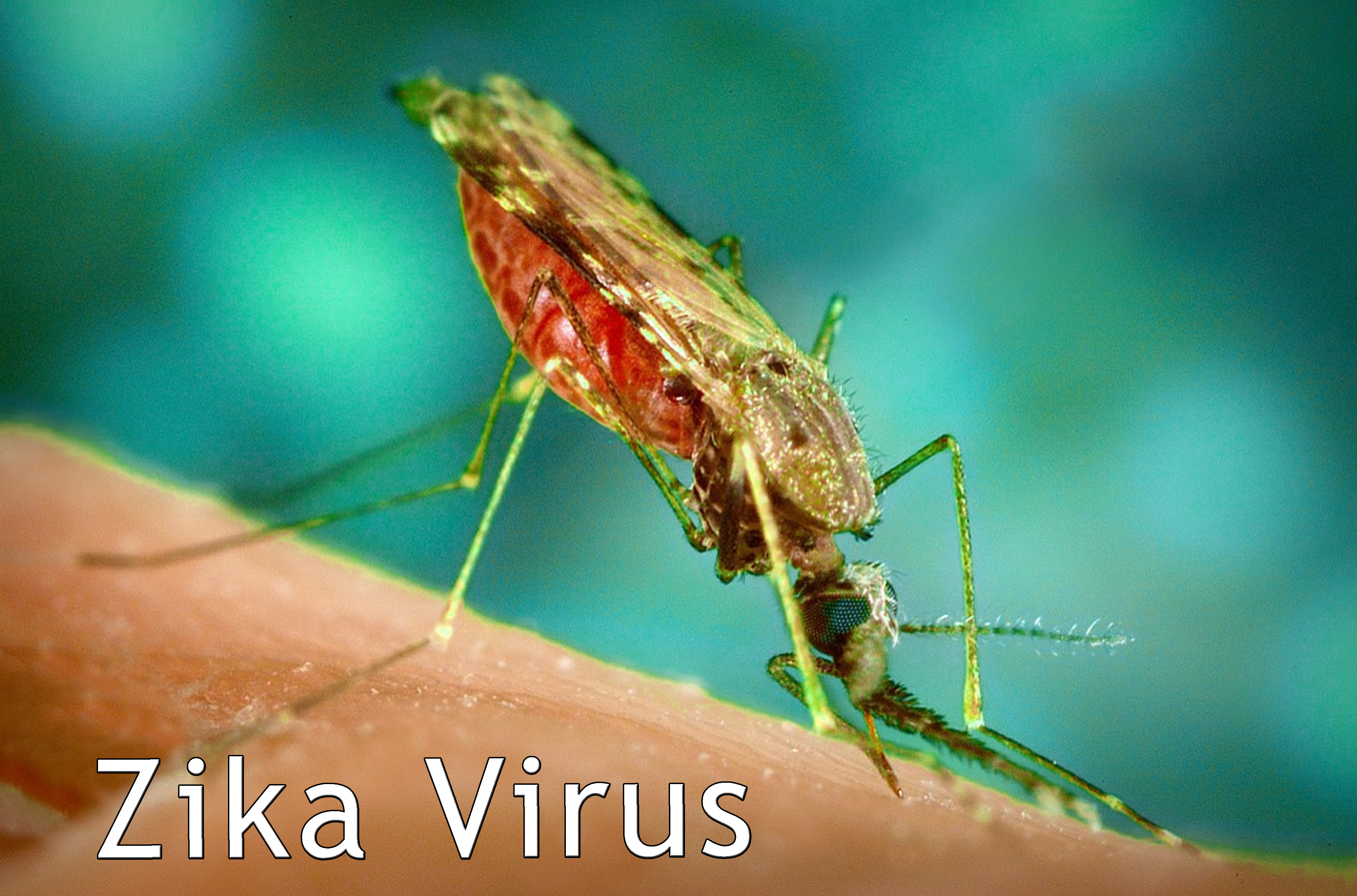 Zika virus