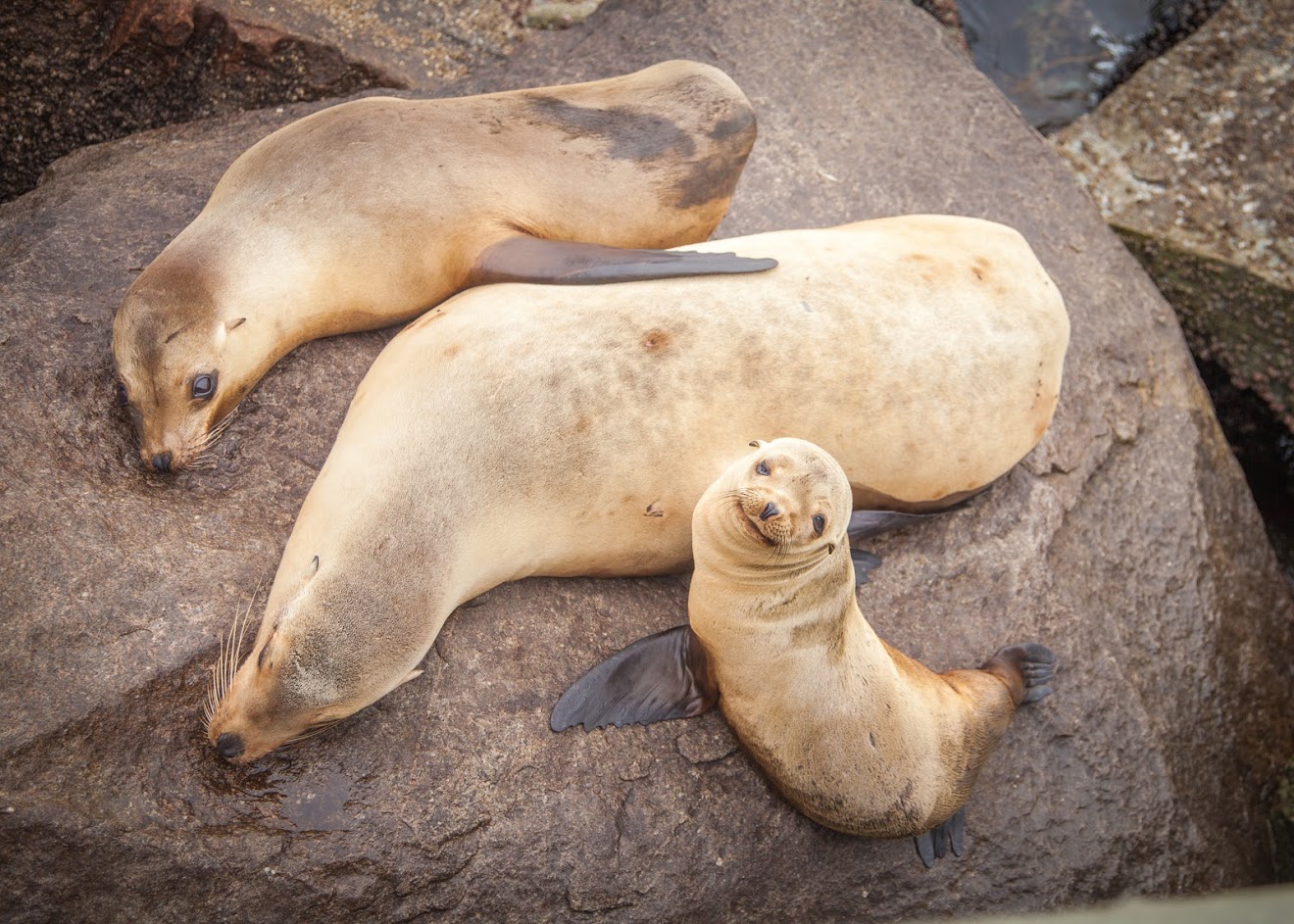 How To Get an Up Close View of the Wild Sea Lions of Monterey, California