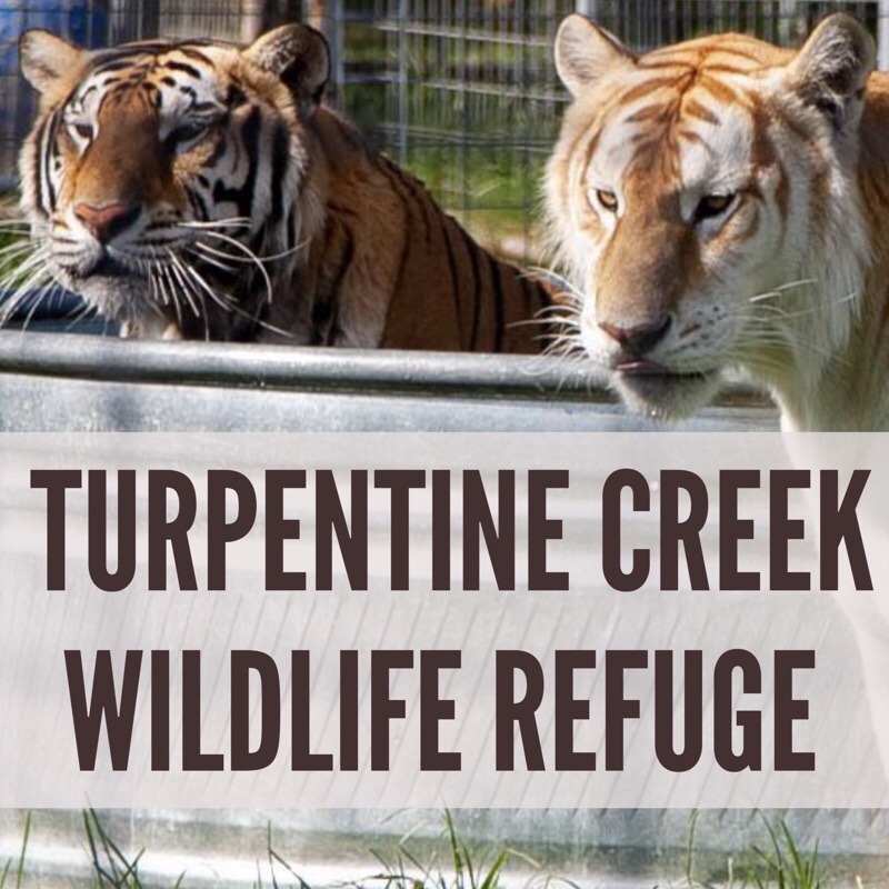 Turpentine Creek Wildlife Refuge in Eureka Springs – Why You Should Go & Tips