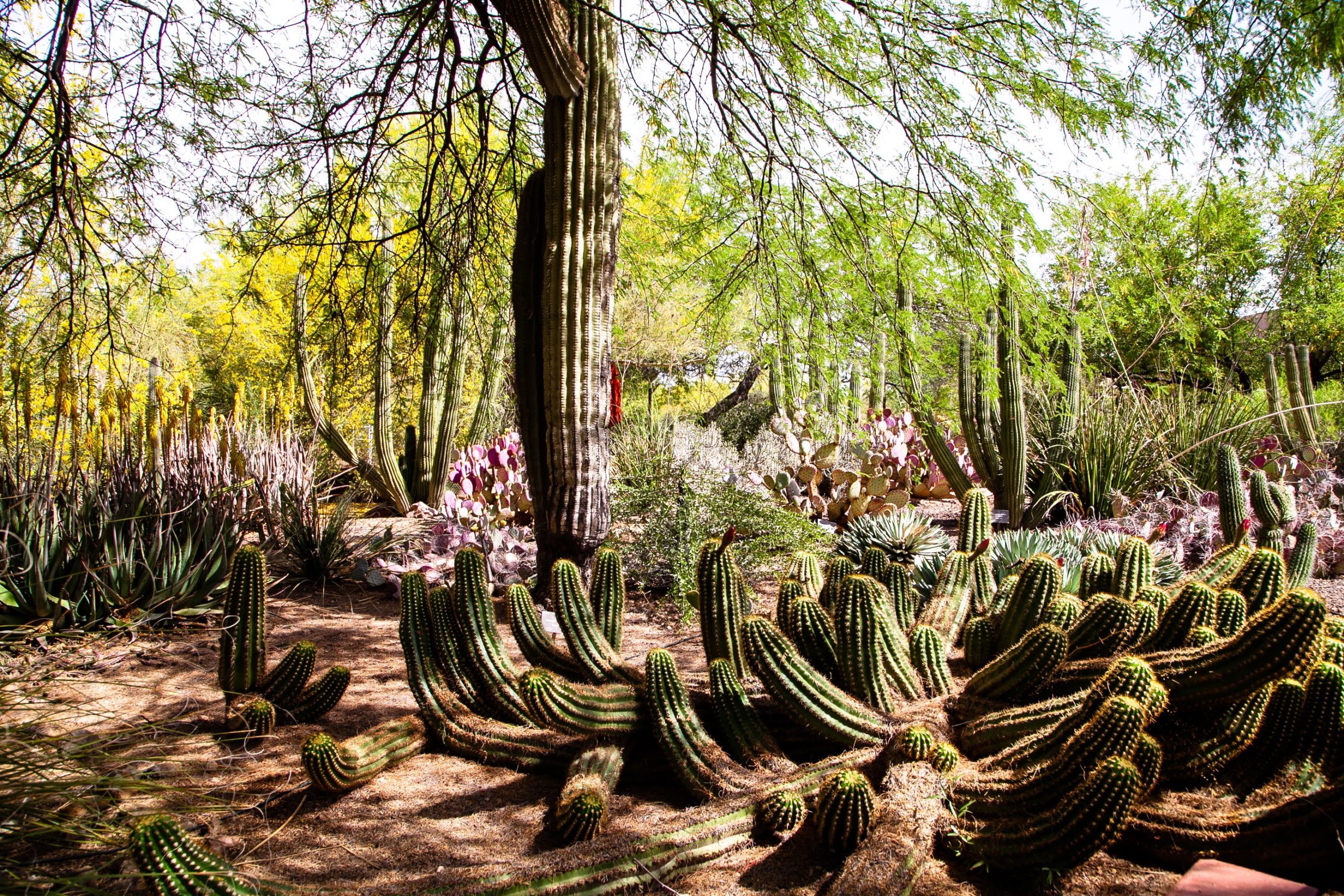 5 Reasons to visit the Phoenix Desert Botanical Garden