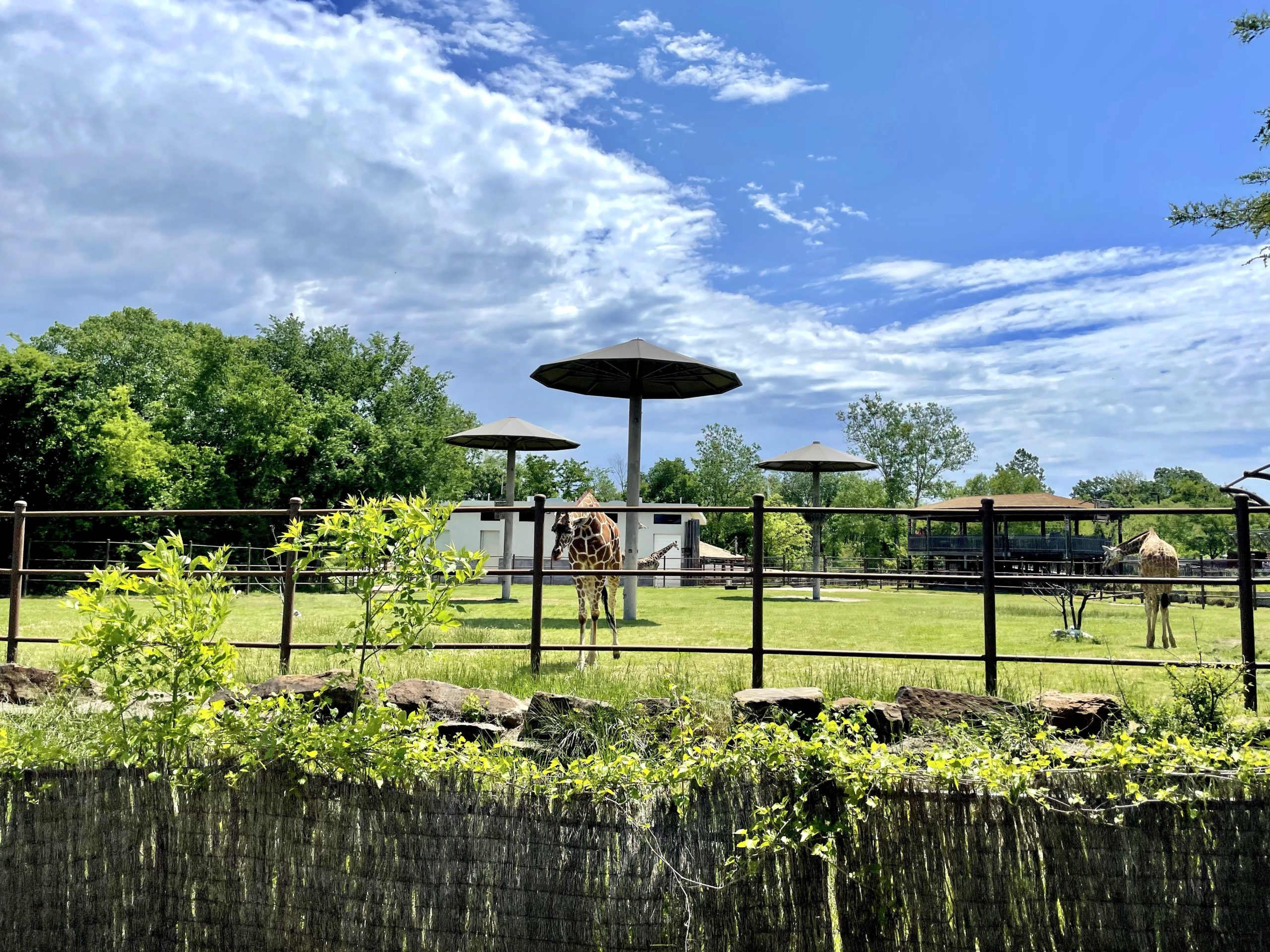Family Fun at the Tulsa Zoo in One Day – The Must See Attractions with Kids