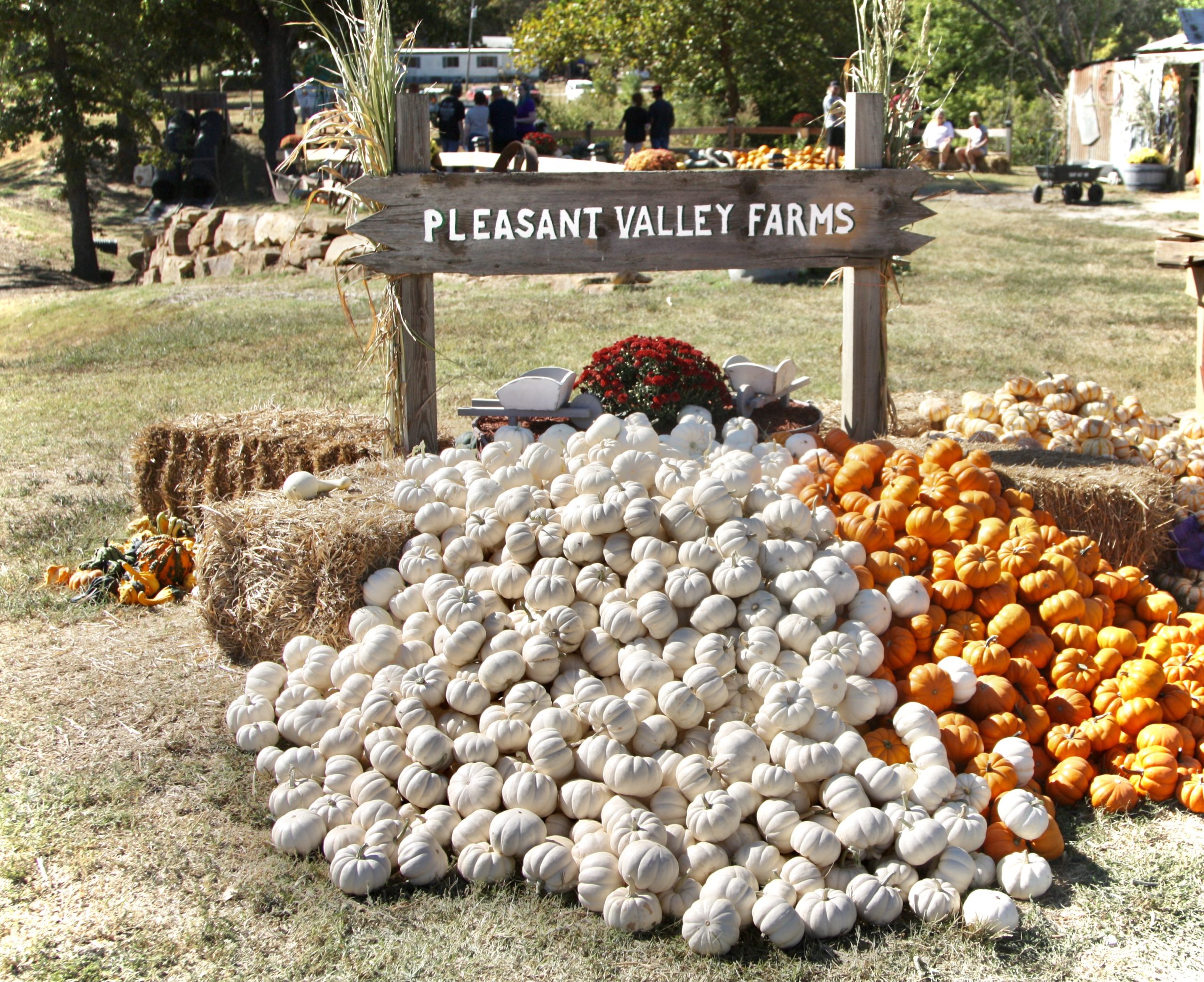 Everything you need to know about Pleasant Valley Farms Pumpkin Patch and 5 Reasons to Visit