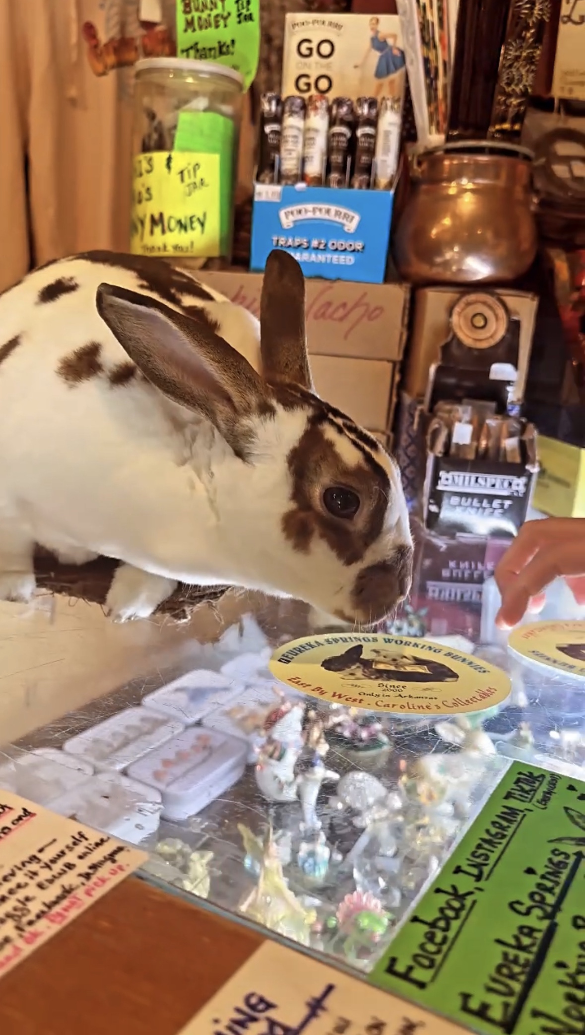 Everything you need to know about the Working Bunnies in Eureka Springs